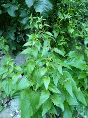 Scrophularia peregrina