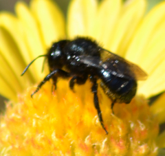 Cephalosmia