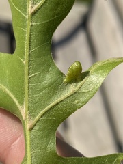 Macrodiplosis majalis