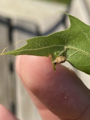 Macrodiplosis majalis