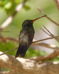 Cynanthus latirostris