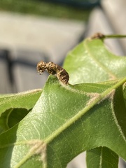 Macrodiplosis majalis