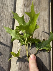 Macrodiplosis majalis