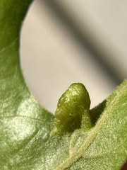 Macrodiplosis majalis