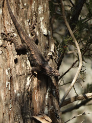 Sceloporus horridus