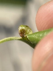 Macrodiplosis majalis