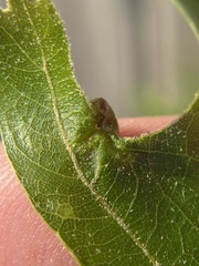 Macrodiplosis majalis