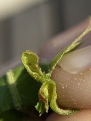 Macrodiplosis majalis