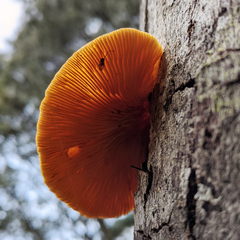 Crepidotus nephrodes