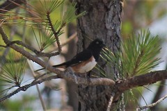 Pipilo erythrophthalmus alleni