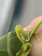 Macrodiplosis majalis