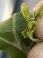 Macrodiplosis majalis