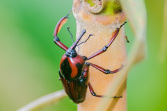 Cyrtotrachelus rufopectinipes