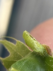 Macrodiplosis majalis