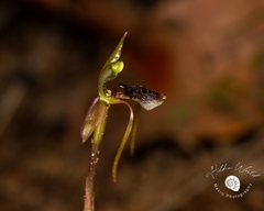 Chiloglottis diphylla