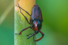 Cyrtotrachelus rufopectinipes