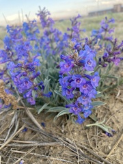 Penstemon arenicola