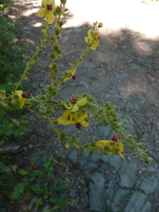 Verbascum chaixii