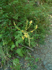 Verbascum chaixii