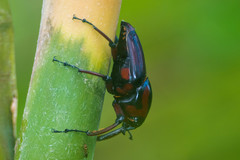 Cyrtotrachelus rufopectinipes