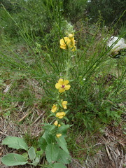 Verbascum chaixii