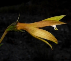 Siphocampylus patens