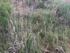 Poa arachnifera