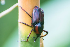 Cyrtotrachelus rufopectinipes