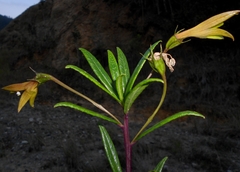 Siphocampylus patens