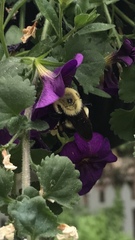 Bombus griseocollis