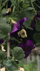 Bombus griseocollis