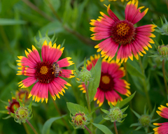 Gaillardia pulchella