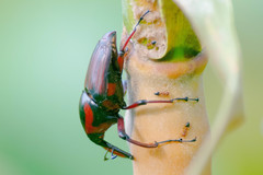 Cyrtotrachelus rufopectinipes