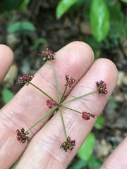 Thaspium trifoliatum trifoliatum