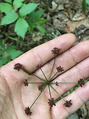 Thaspium trifoliatum trifoliatum