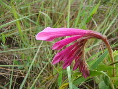 Spigelia