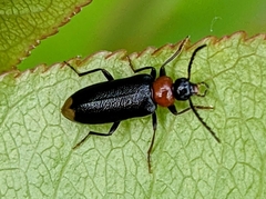 Pedilus terminalis