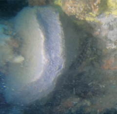 Stelletta sandalinum