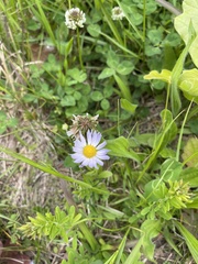 Astranthium integrifolium