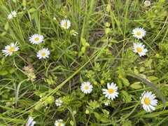 Astranthium integrifolium