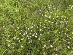 Astranthium integrifolium