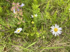 Astranthium integrifolium