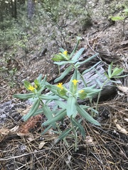 Lithospermum californicum