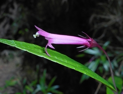 Siphocampylus subglaber