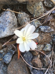 Lewisia oppositifolia