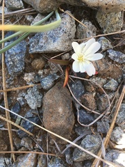 Lewisia oppositifolia