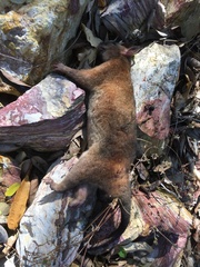 Trichosurus vulpecula arnhemensis