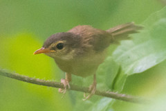 Prinia rufescens