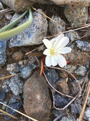 Lewisia oppositifolia