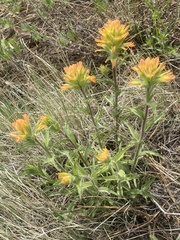 Castilleja lutescens